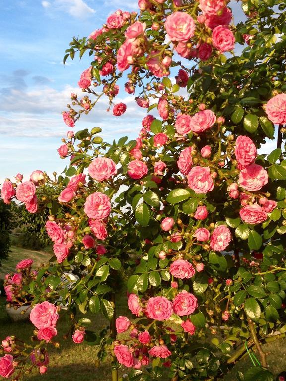 B&B Vento Di Rose Monterubbiano Exterior photo